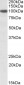 SEC23A Antibody (internal region)